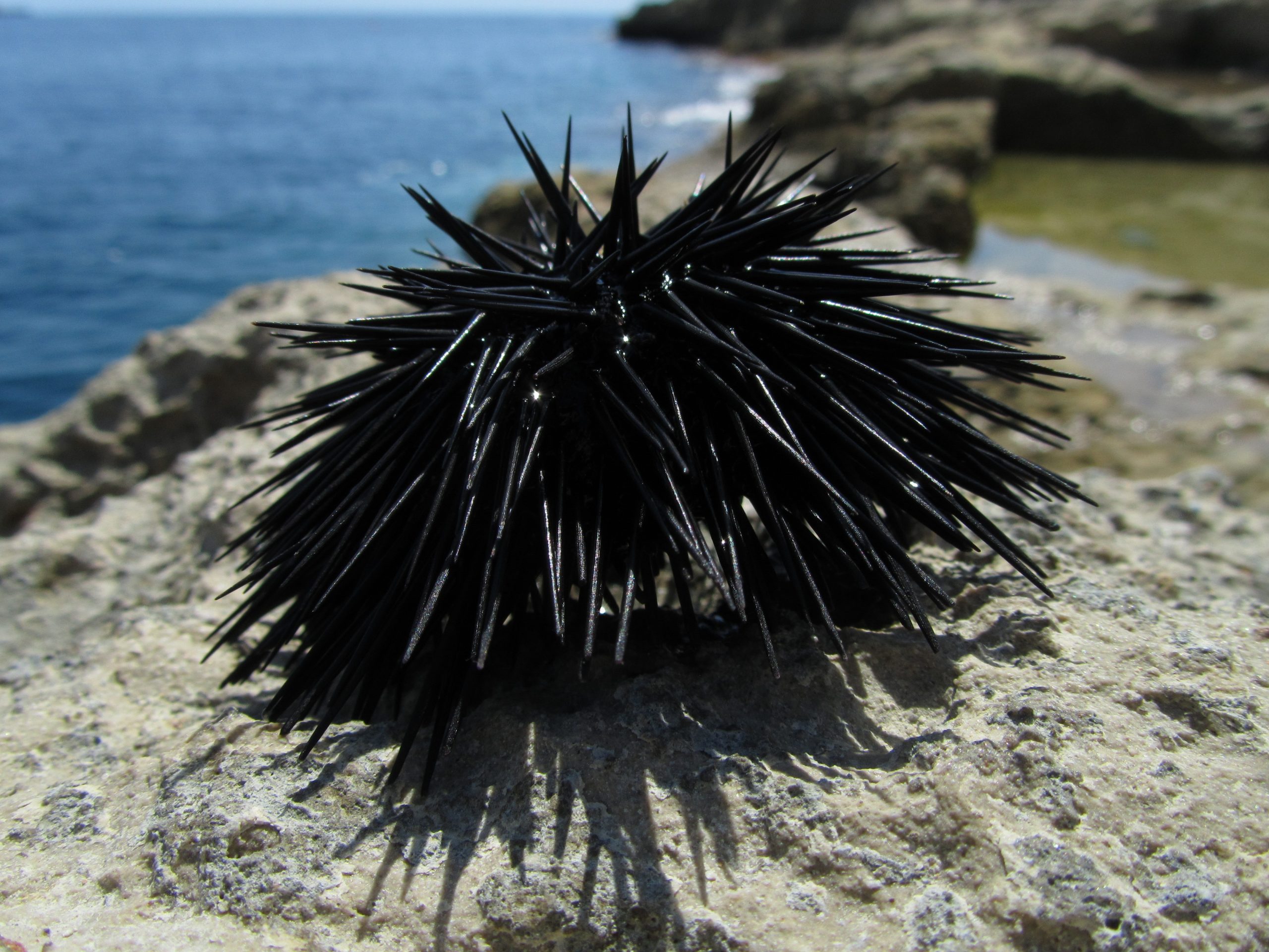 Closeup Of A Black Sea Urchin On A Rock Surrounded By The Sea Under The Sunlight In Malta