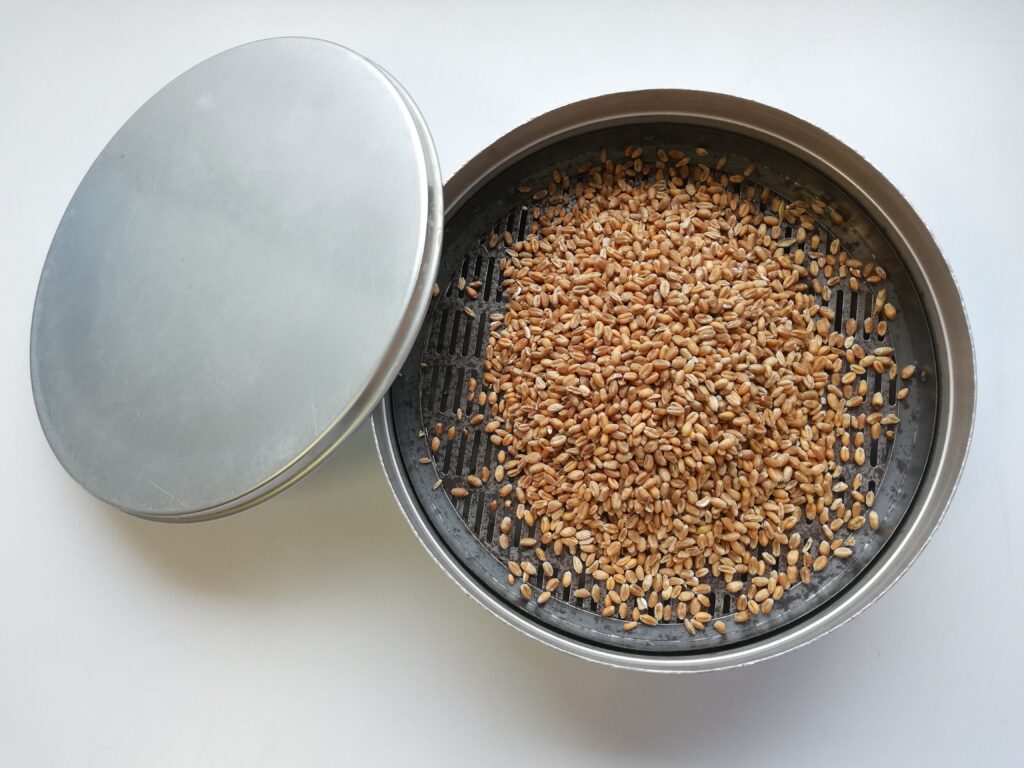 Blé Grain